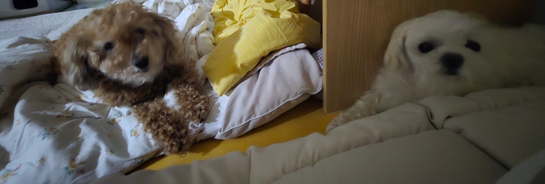 서대문